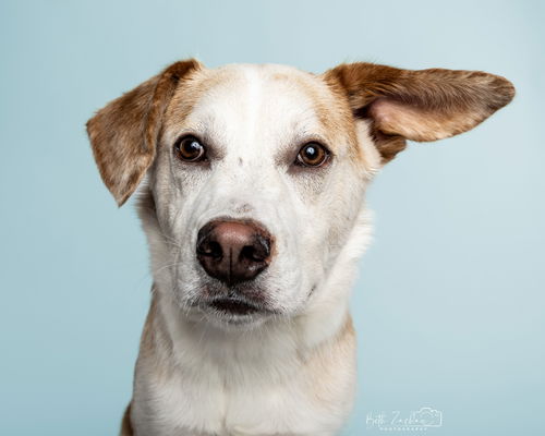 picture of the dog needing adoption