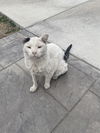 adoptable Cat in Aurora, CO named Geppetto