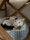 Geppetto (FIV+) - Photo 2