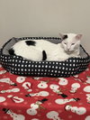 Geppetto (FIV+) - Photo 1