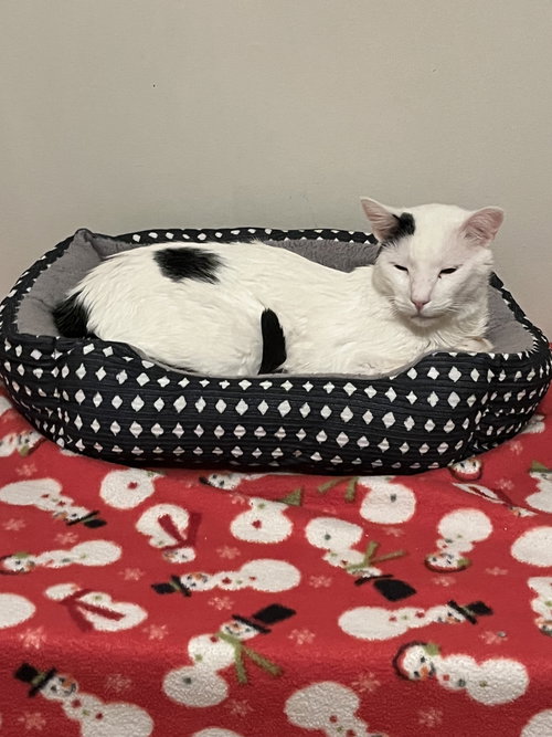 picture of the cat needing adoption