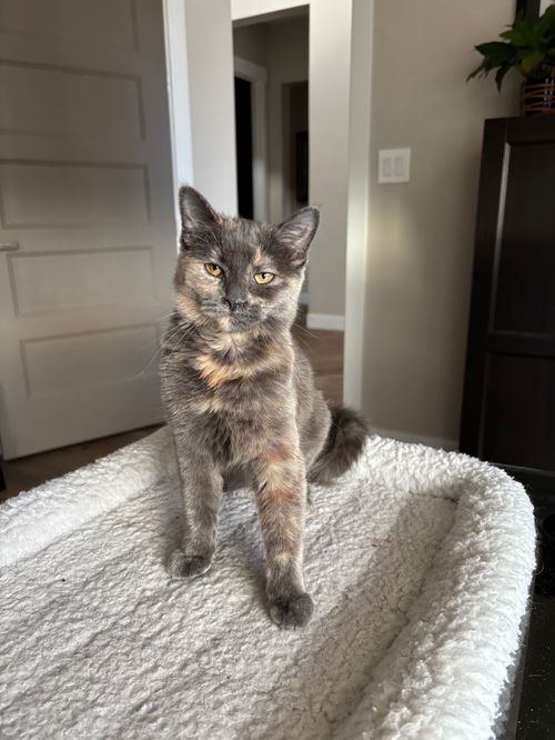 picture of the cat needing adoption