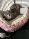 adoptable Cat in Aurora, CO named Fire Fly