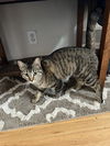 adoptable Cat in Aurora, CO named Chumlee