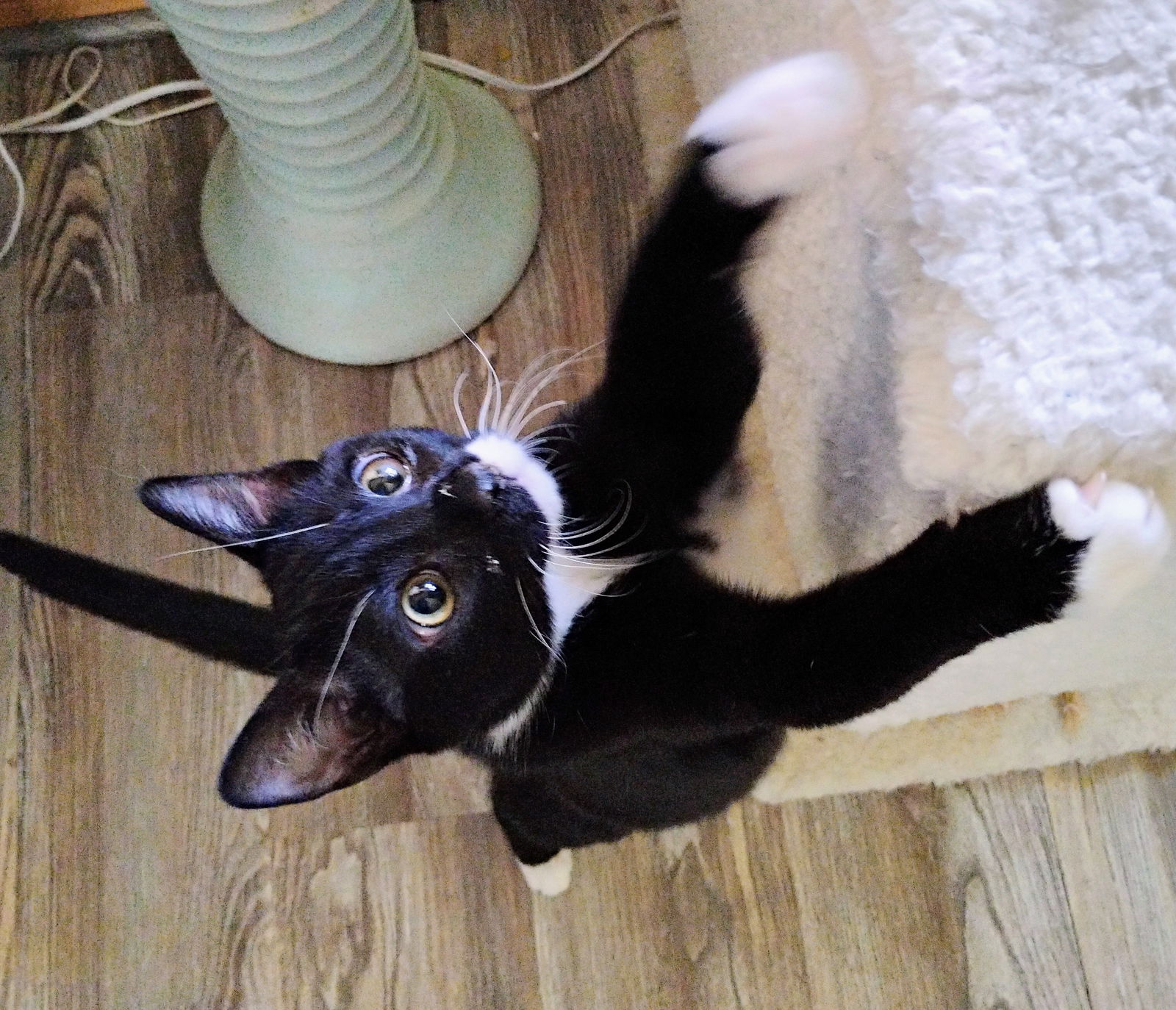 adoptable Cat in Aurora, CO named Lumi + Clover