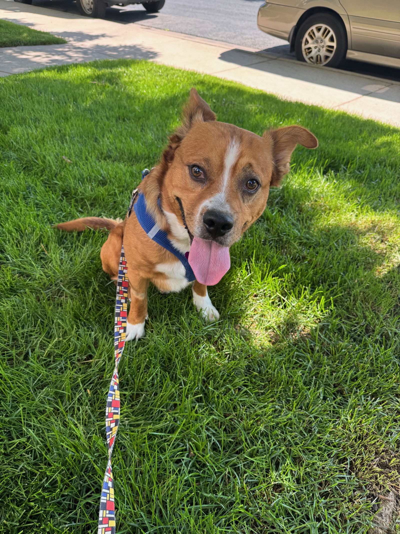 adoptable Dog in Aurora, CO named Herbert