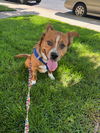 adoptable Dog in Aurora, CO named Herbert