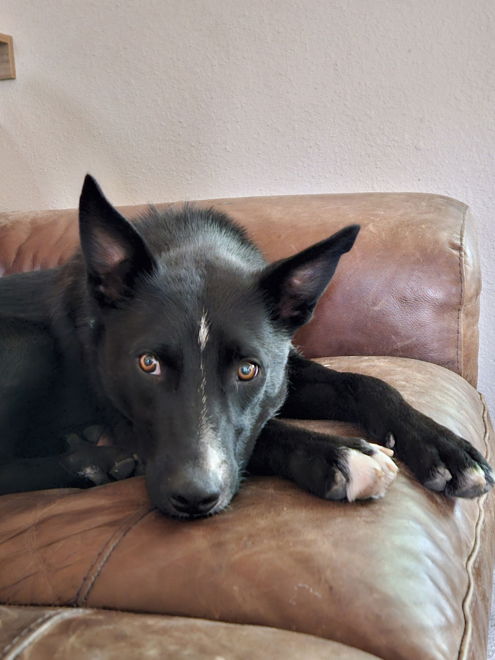 adoptable Dog in Aurora, CO named Five
