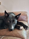 adoptable Dog in  named Five