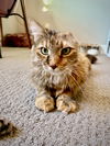 adoptable Cat in  named Roxy