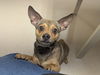 adoptable Dog in  named Colby