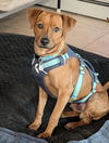 adoptable Dog in Aurora, CO named Allan