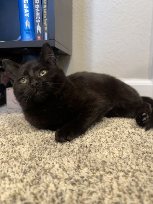 picture of the cat needing adoption