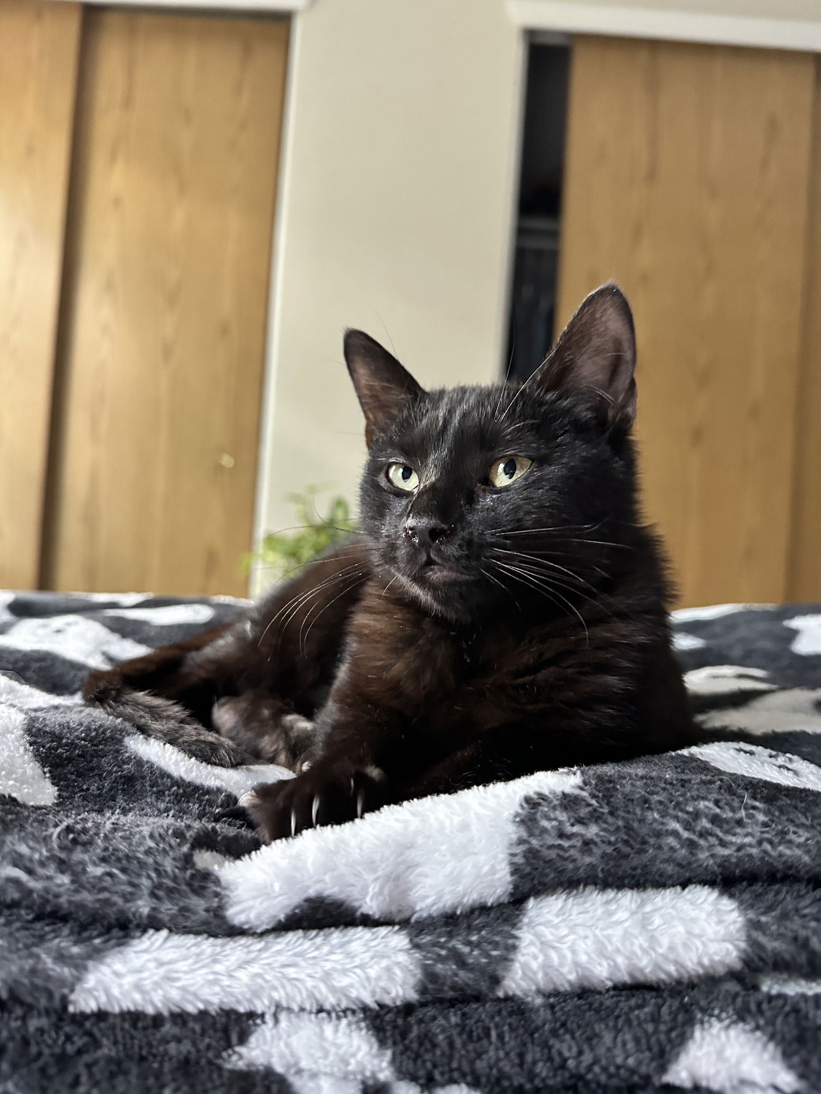 adoptable Cat in Aurora, CO named Fran