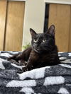 adoptable Cat in Aurora, CO named Fran