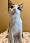 adoptable Cat in Aurora, CO named Deja Vu + A Bientot (Western Slope)