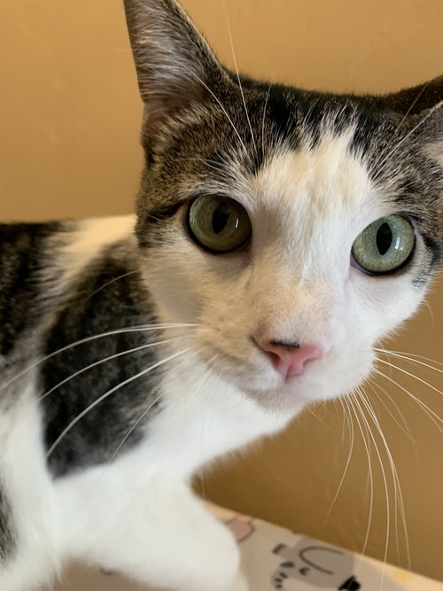 DEJA VU + A BIENTOT (WESTERN SLOPE) - Domestic Short Hair available for adoption