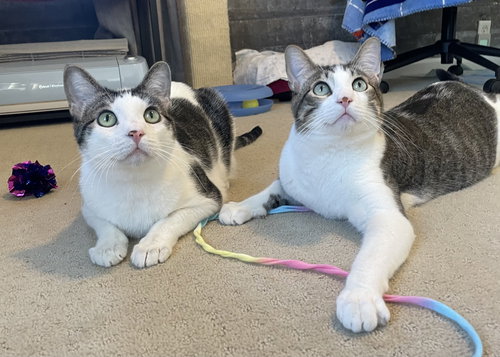 picture of the cat needing adoption