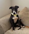 adoptable Dog in Aurora, CO named Eclipse #1