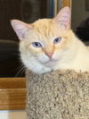 adoptable Cat in  named Orlando