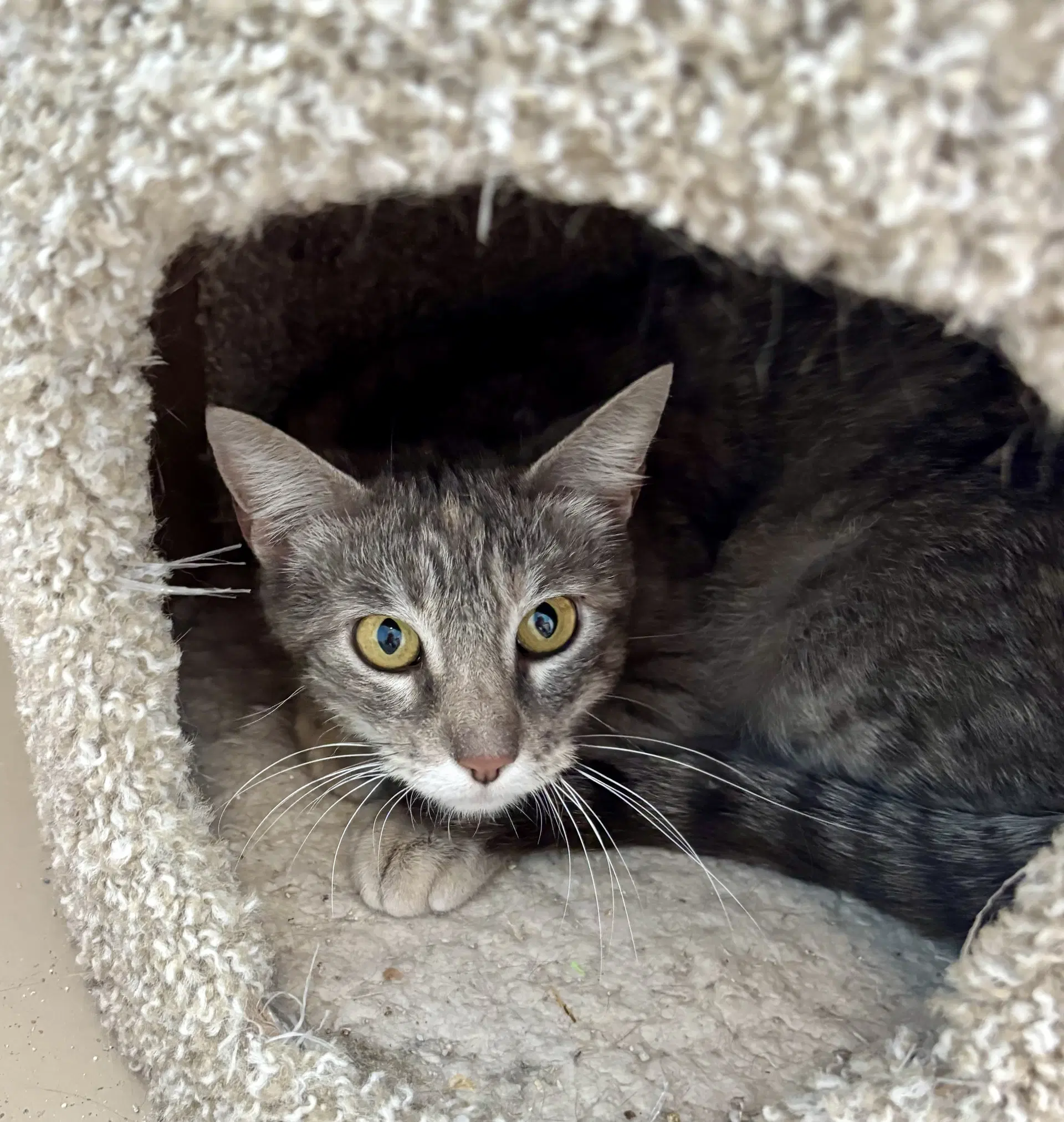 Flopsy - Domestic Short Hair