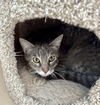 adoptable Cat in Aurora, CO named Flopsy
