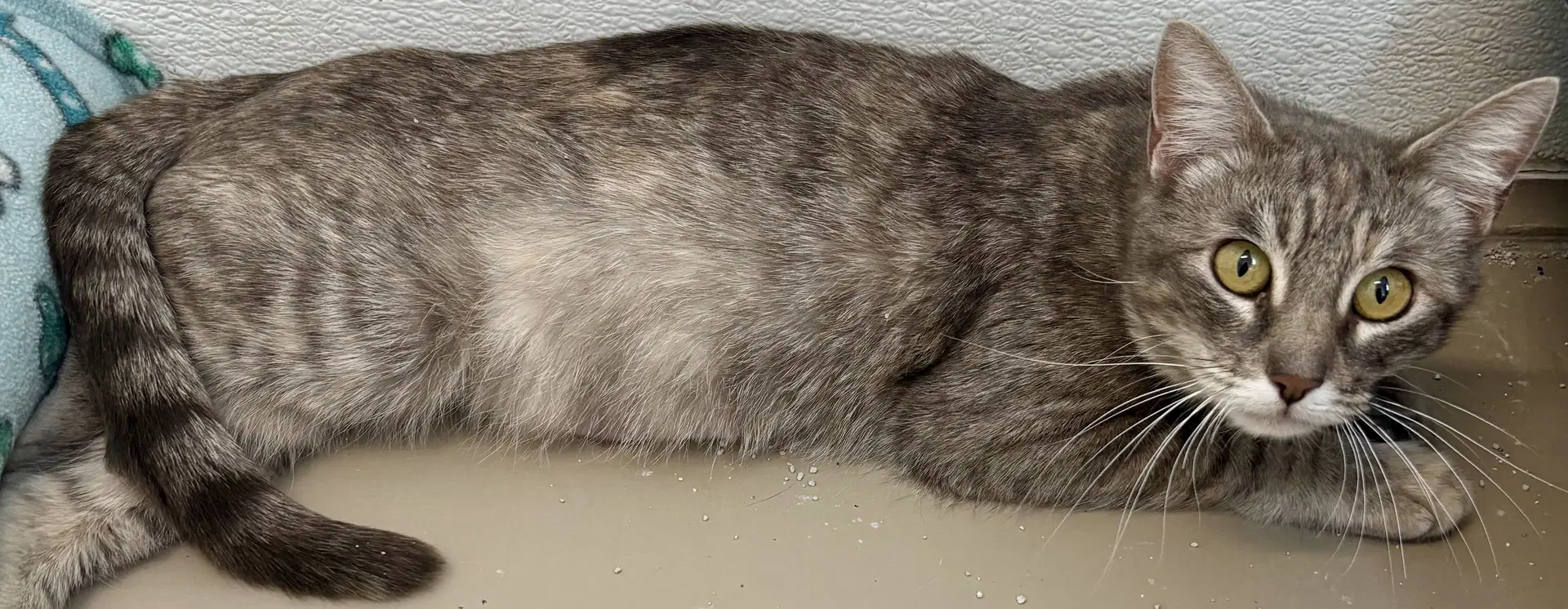 Flopsy image 2