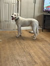 Perla #1 - Photo 1