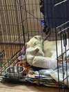 Perla #1 - Photo 2