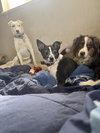 Perla #1 - Photo 4