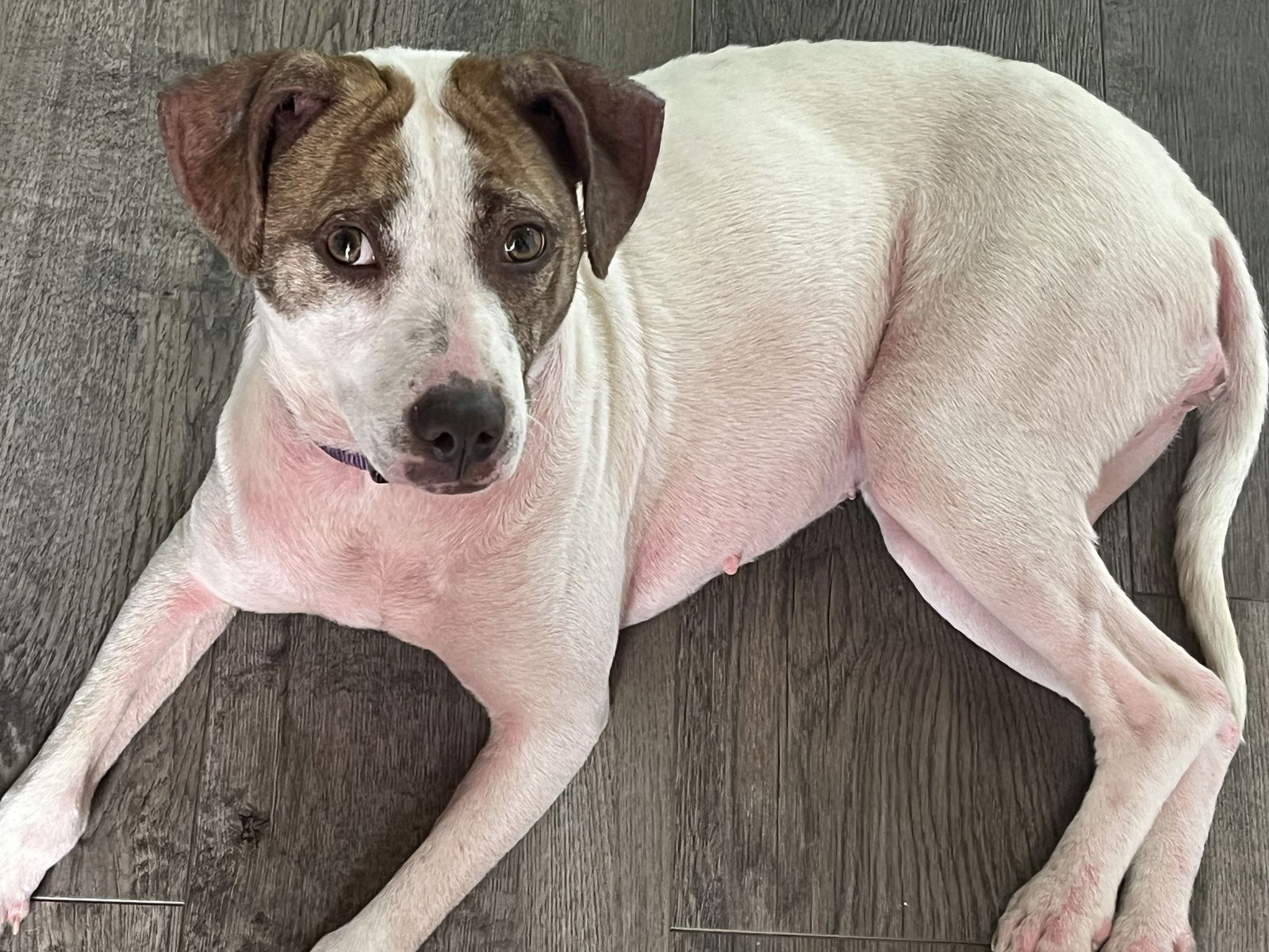 adoptable Dog in Aurora, CO named Solita #1