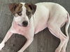 adoptable Dog in  named Solita #1