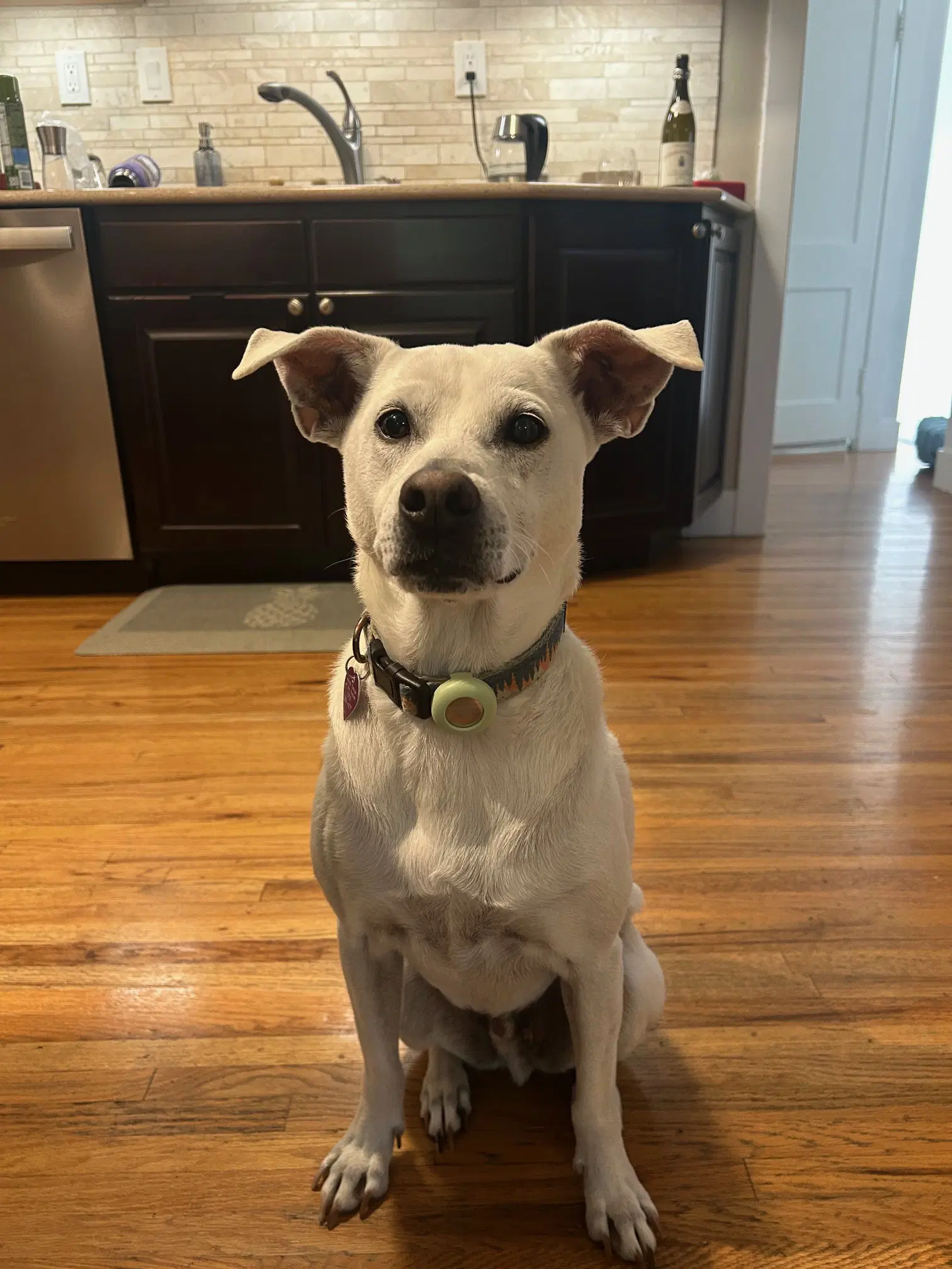 Fenway - Pit Bull Terrier