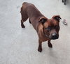 Roscoe (Courtesy) - Photo 4