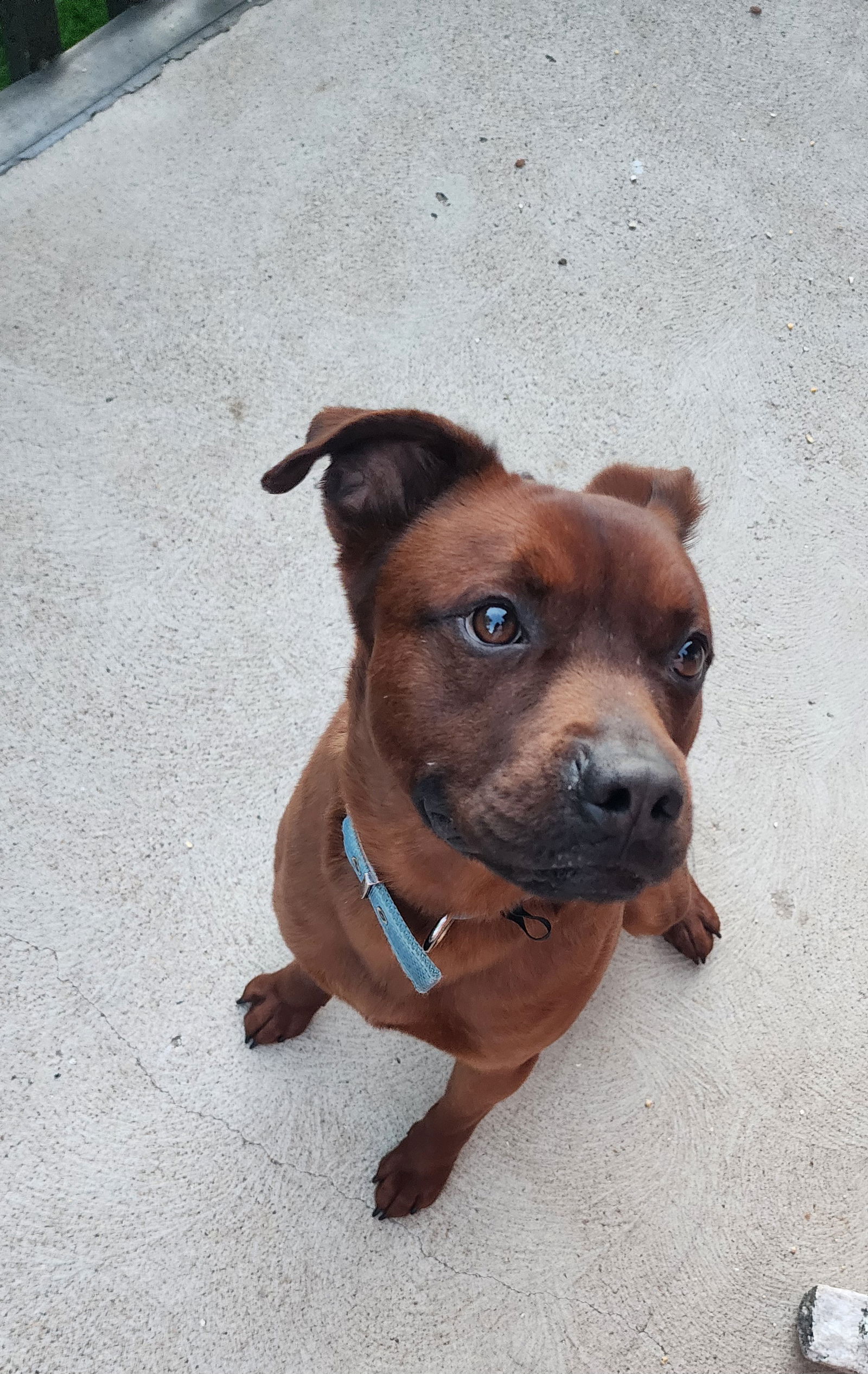 adoptable Dog in Aurora, CO named Roscoe (Courtesy)