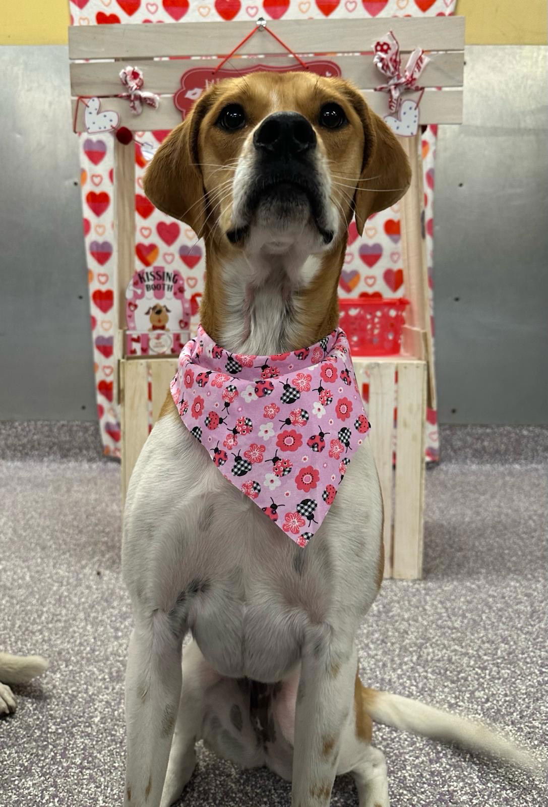 adoptable Dog in Aurora, CO named Lucy (Courtesy)