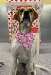 adoptable Dog in Aurora, CO named Lucy (Courtesy)