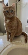 adoptable Cat in Aurora, CO named Lovely