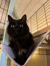 adoptable Cat in  named Sabrina (Grand Junction)