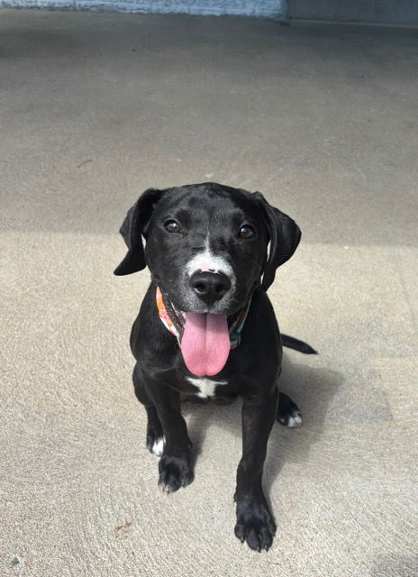 adoptable Dog in Aurora, CO named Kelsi #1