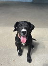 adoptable Dog in Aurora, CO named Kelsi #1