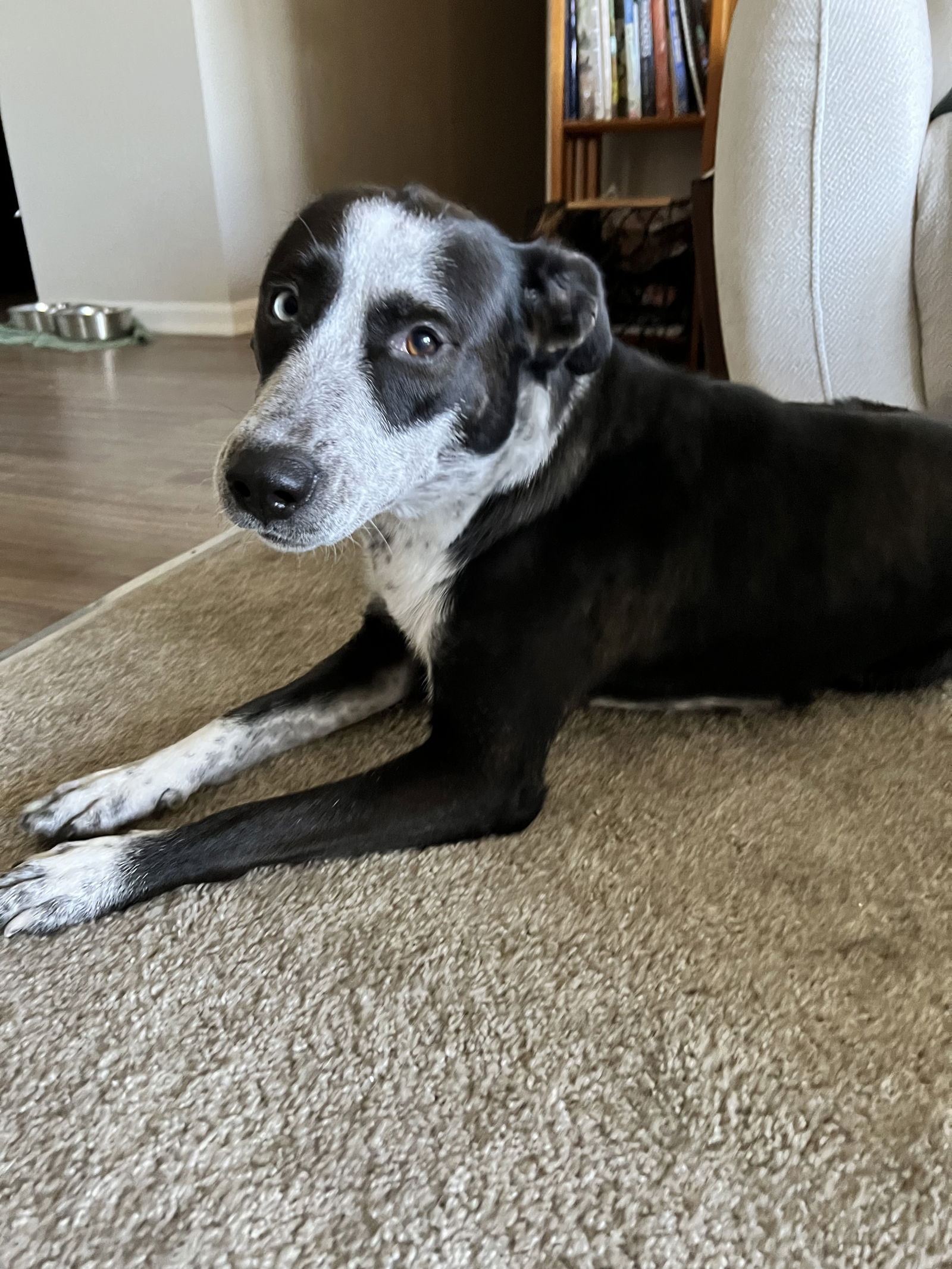 adoptable Dog in Aurora, CO named Lorelai
