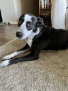 adoptable Dog in  named Lorelai