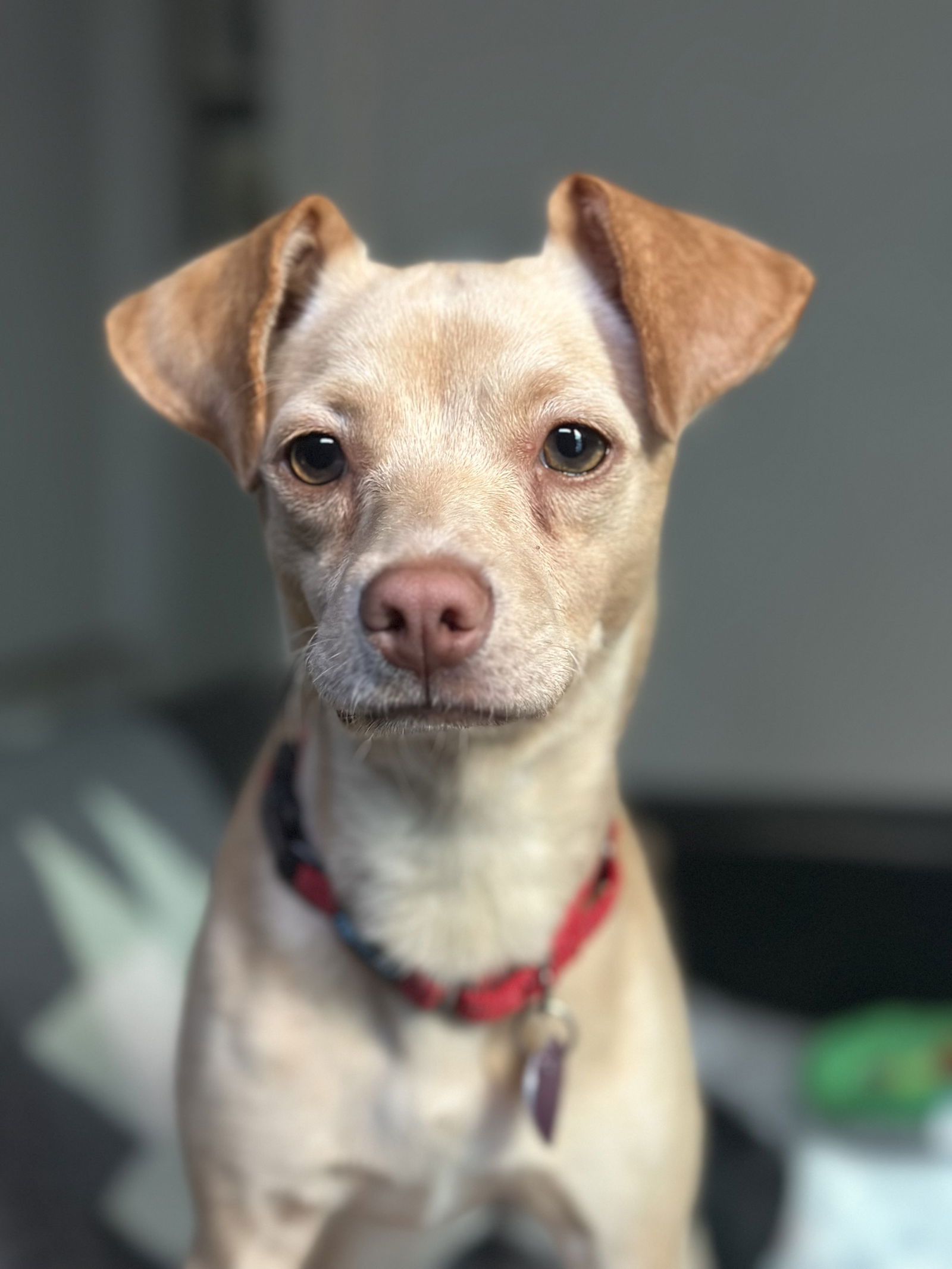 adoptable Dog in Aurora, CO named Paizley #1