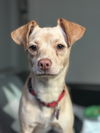 adoptable Dog in  named Paizley #1