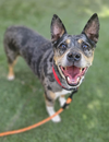 adoptable Dog in  named Mustang