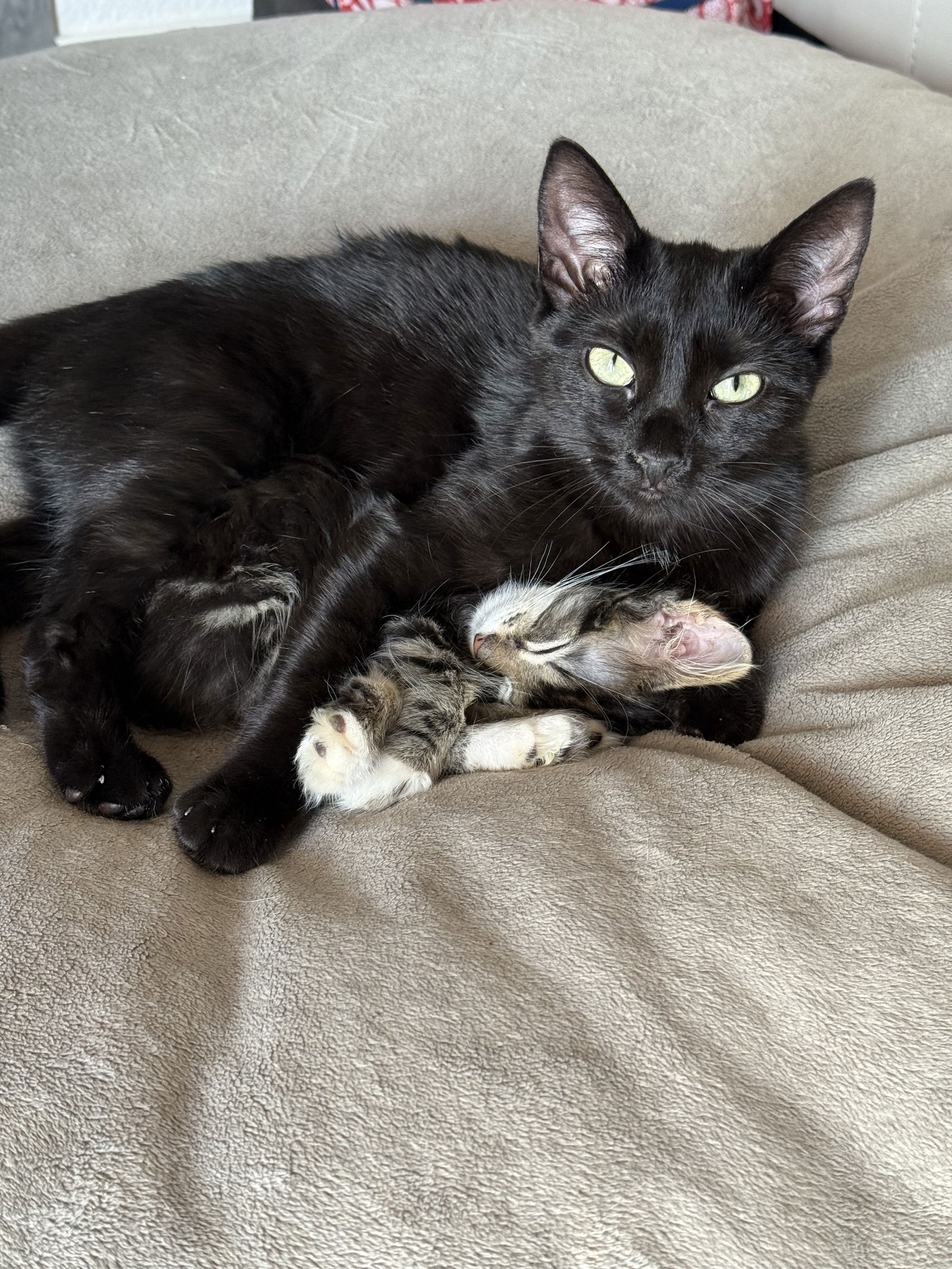 adoptable Cat in Aurora, CO named Fleury