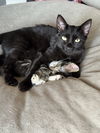 adoptable Cat in Aurora, CO named Fleury