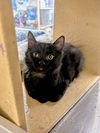 adoptable Cat in Aurora, CO named Sutton