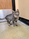 adoptable Cat in Aurora, CO named Safari
